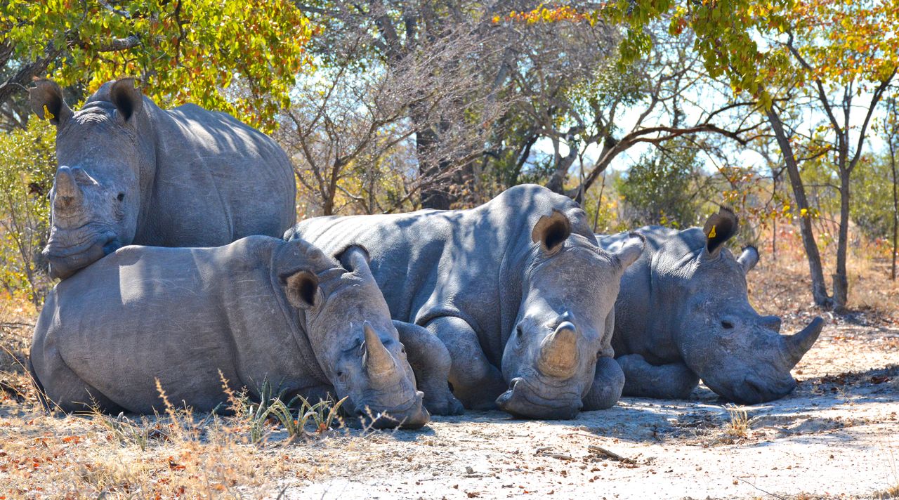 Tracking Africa's Iconic Big Five: History, Habitats and Where to Find Them