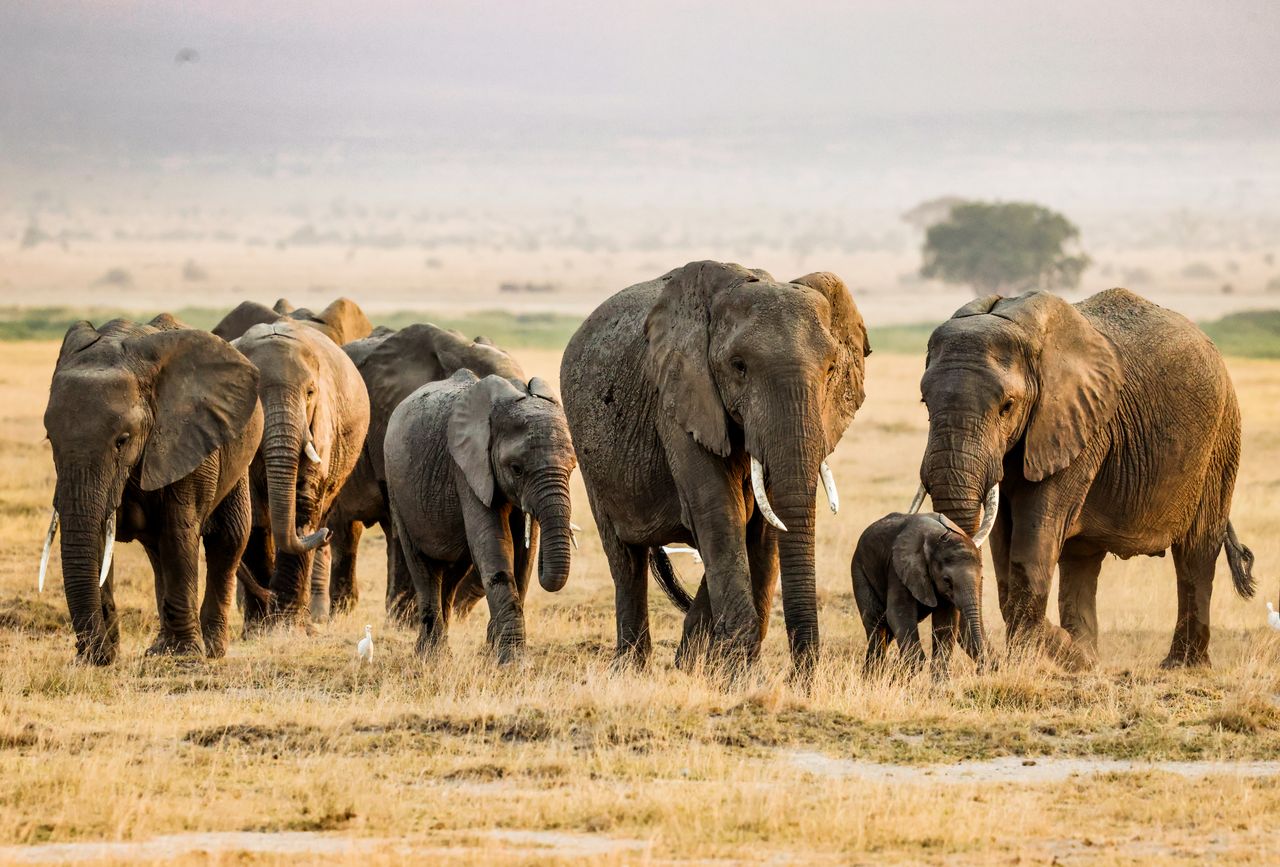 2-Day Marvelous Masai Mara Safari