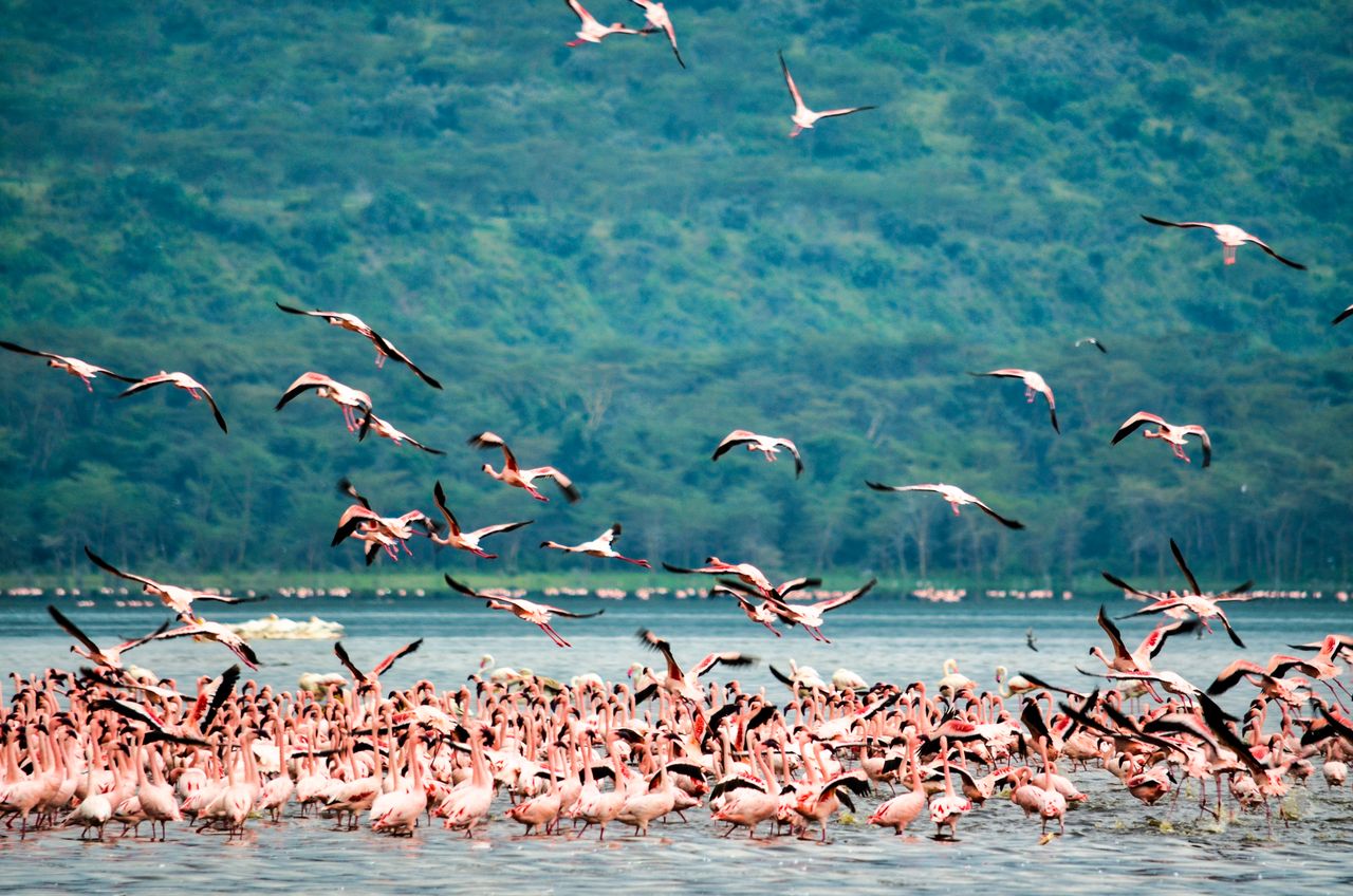 2-Day Lake Naivasha, Hells Gate, Lake Nakuru